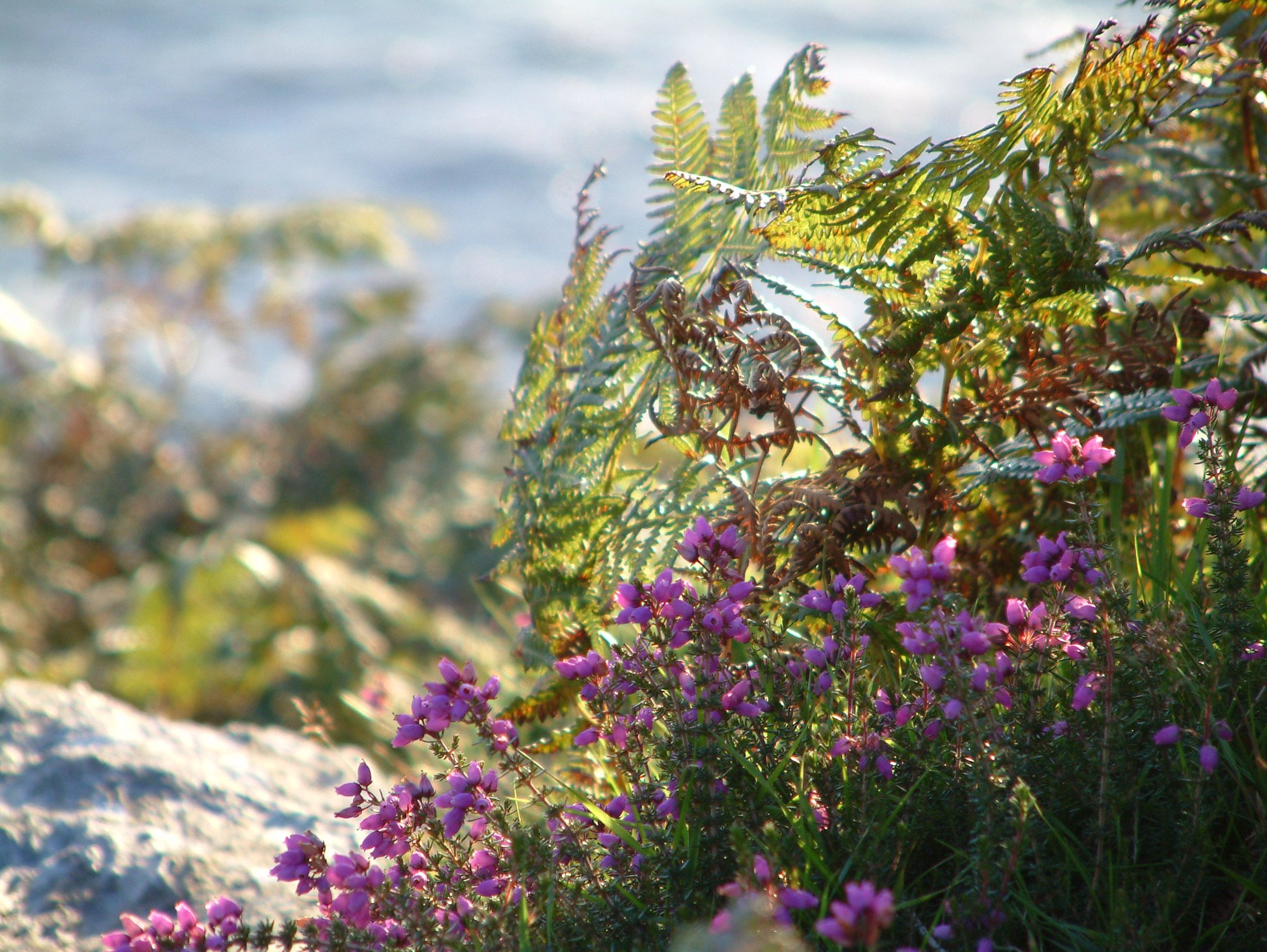 Coastal heather