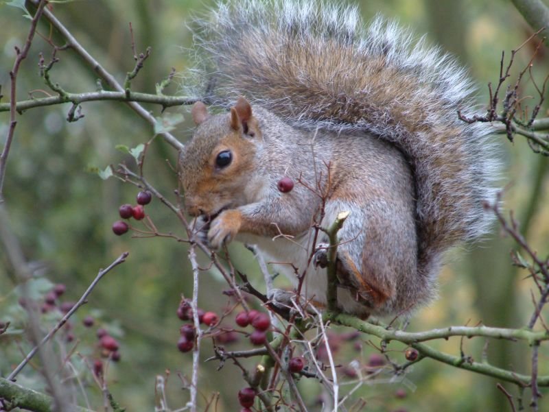 Squirrel eating berries