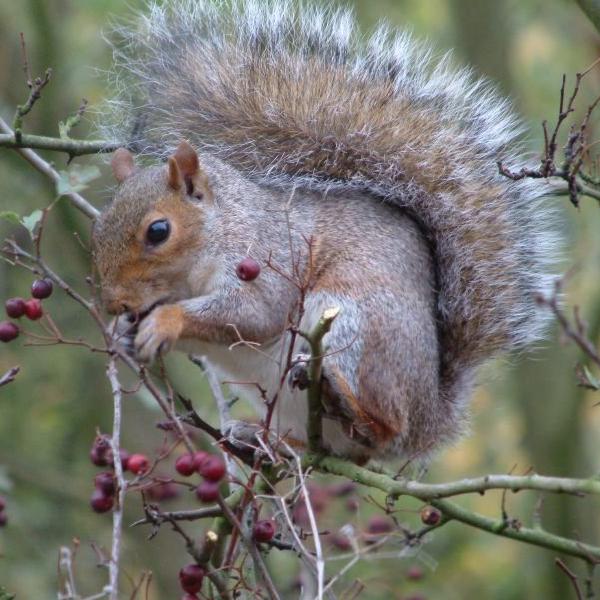 Squirrel eating berries