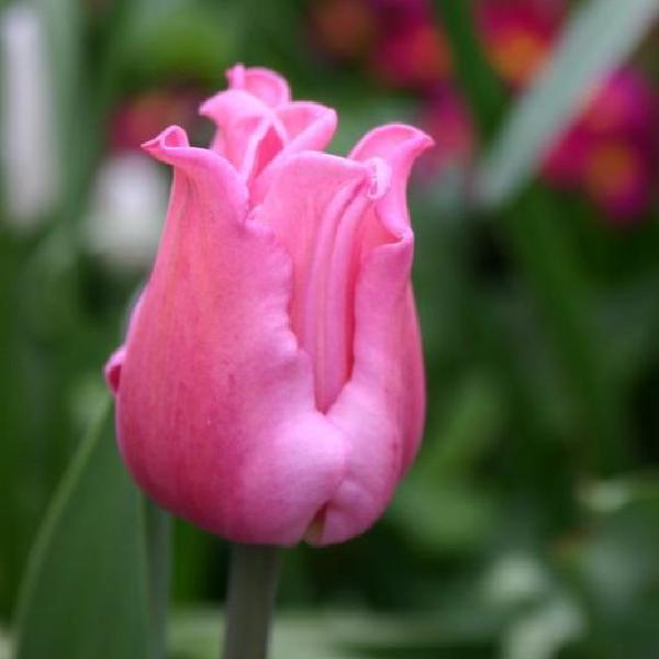 Pink tulip