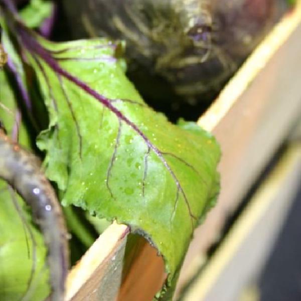 Beetroot