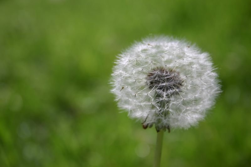 Dandelion
