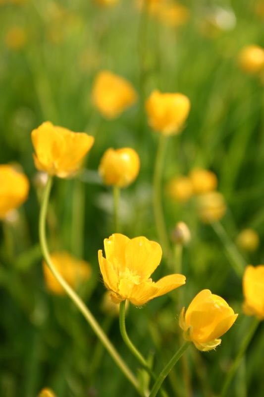 Buttercups closeup