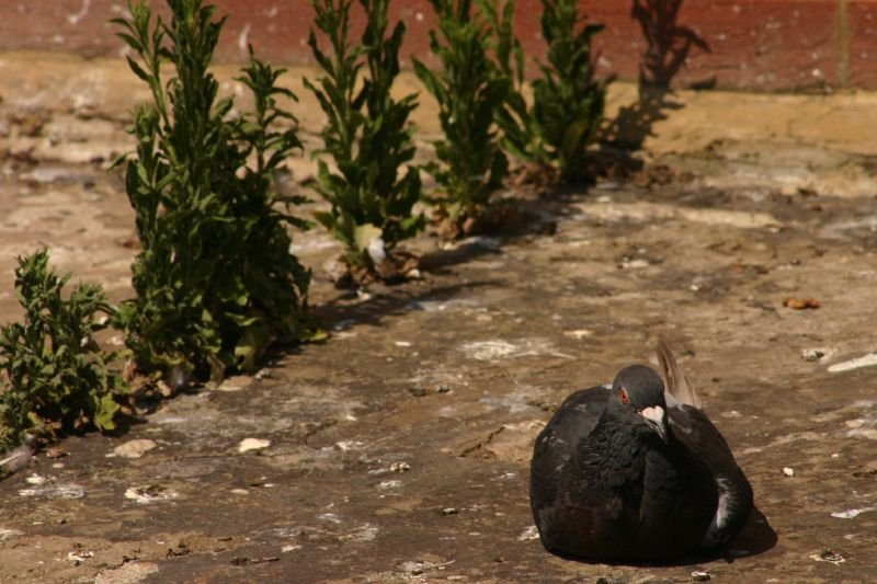 Pigeon, Interrupted
