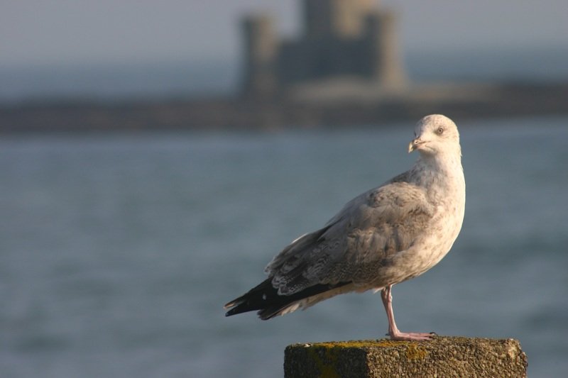 Gull on the wall