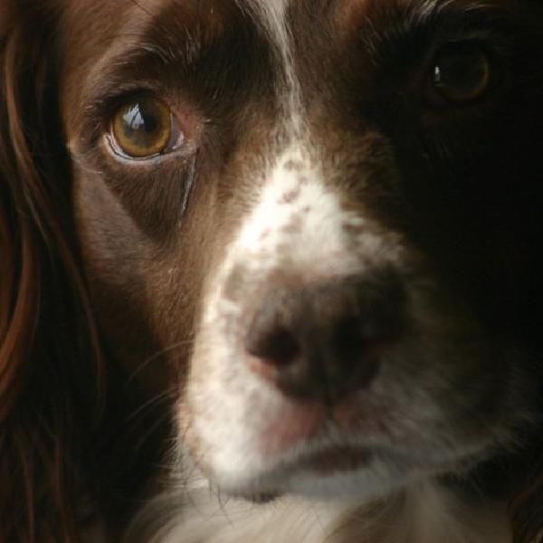 Lucy