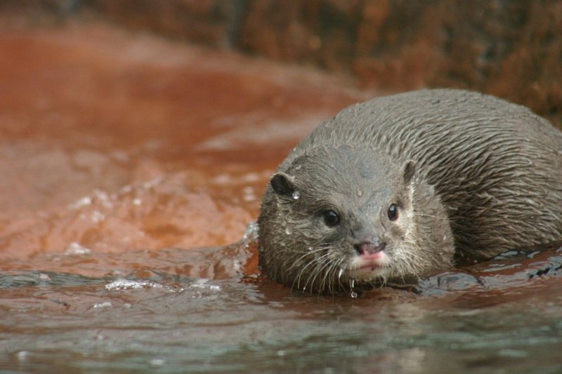 Otter