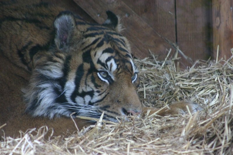 Sleepy tiger