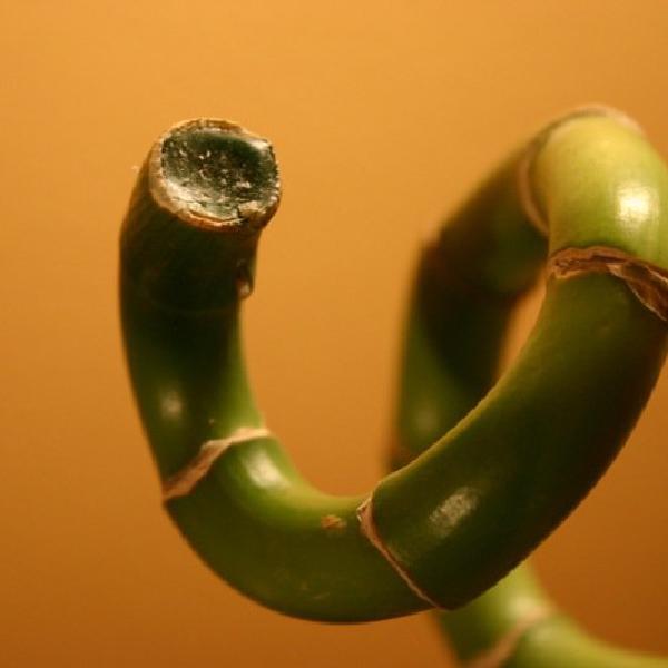 Lucky bamboo