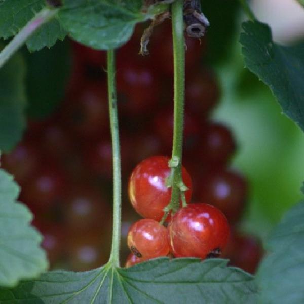 Red berries