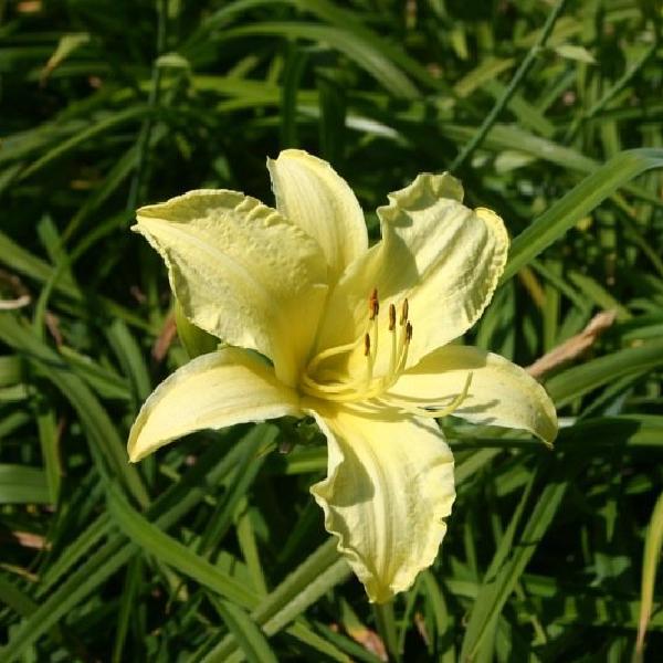 Yellow and green