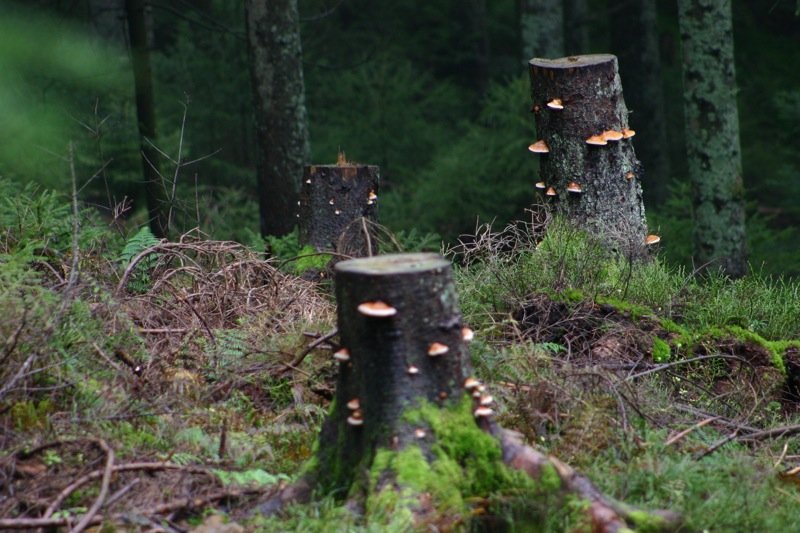 Funghi