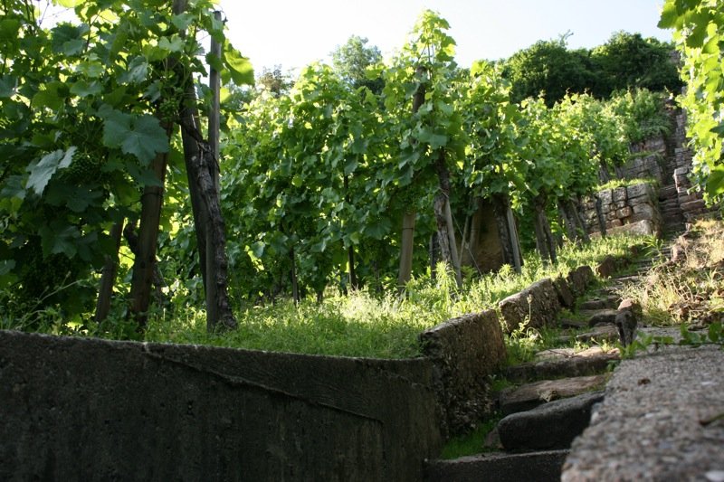 Walkway into the wein