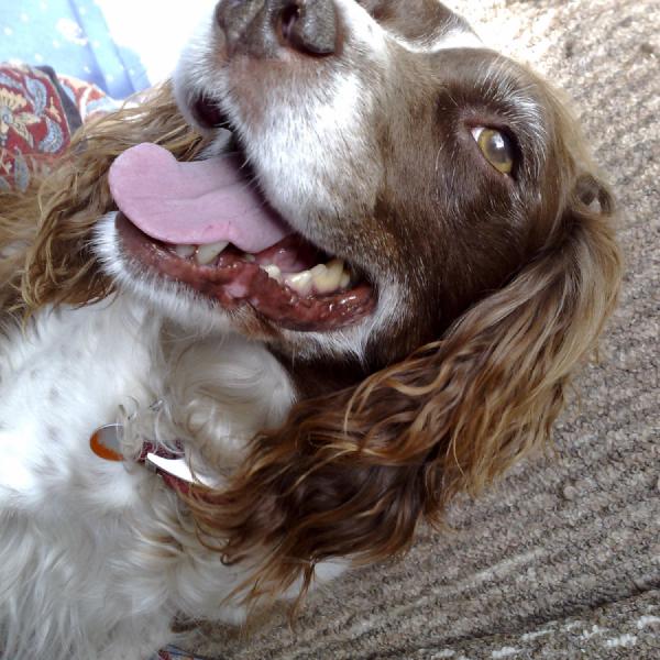 Excitable dog