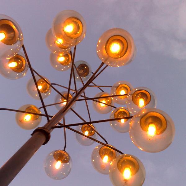Evening under the light tree