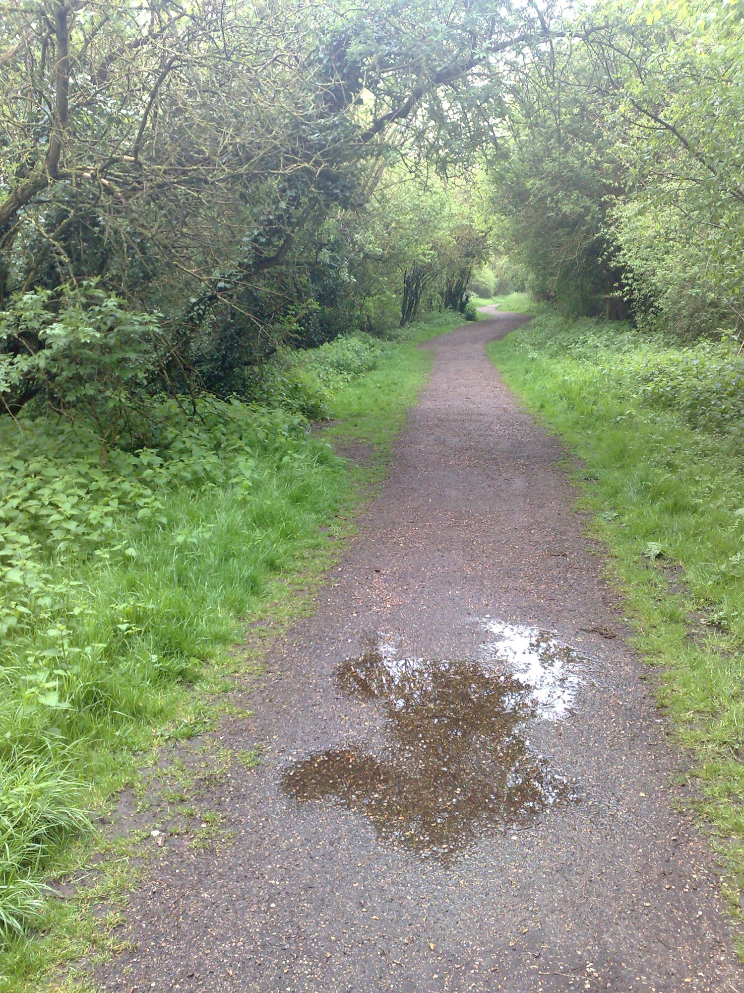 Woodland walk