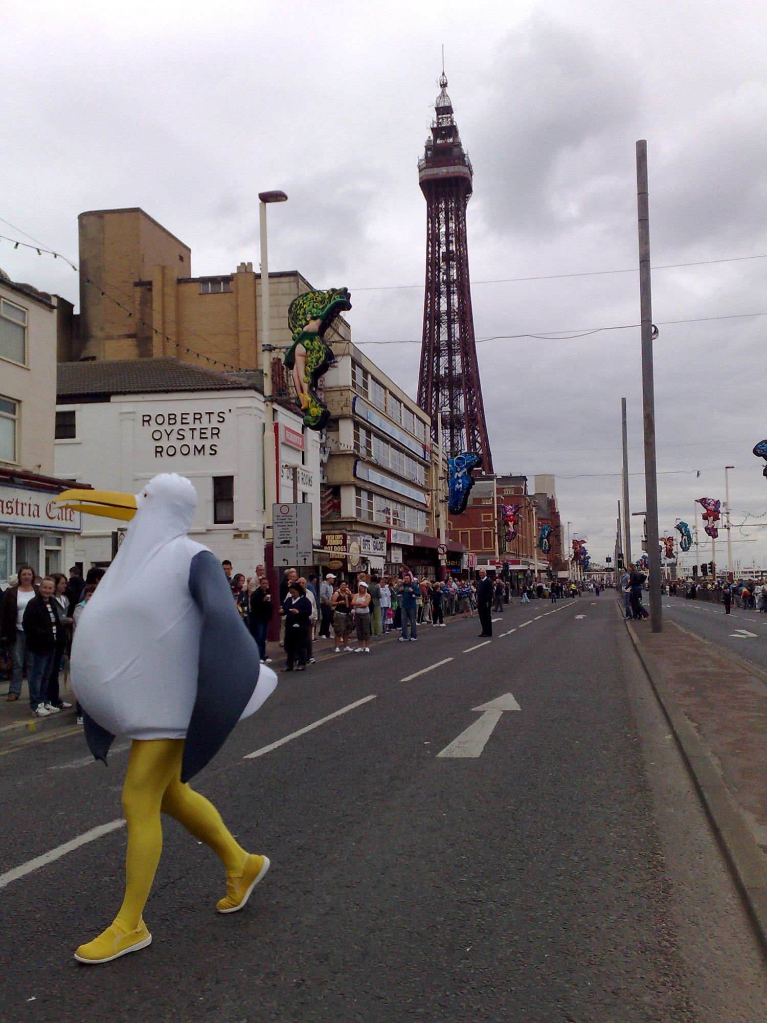 Huge seagulls