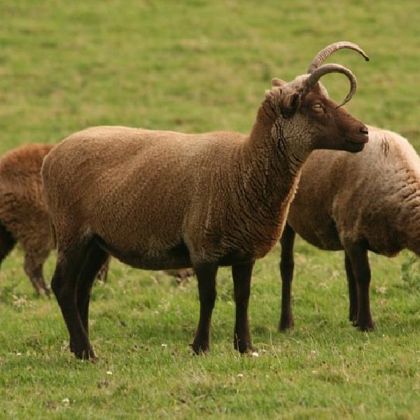 Loaghtan sheep