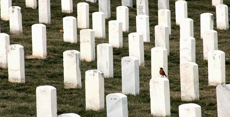 Visitor in Arlington Cemetary