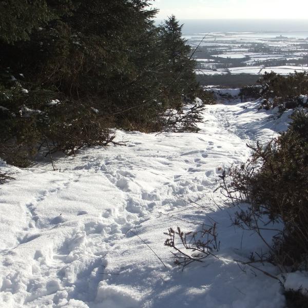 Snowy tracks