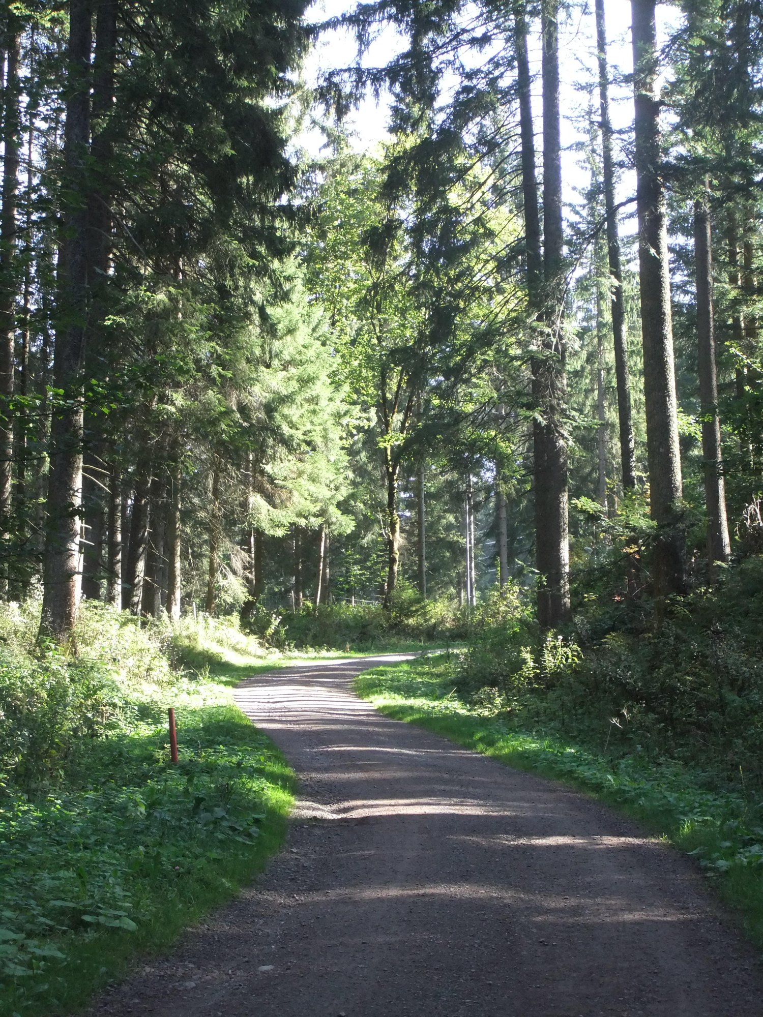 Seesteig