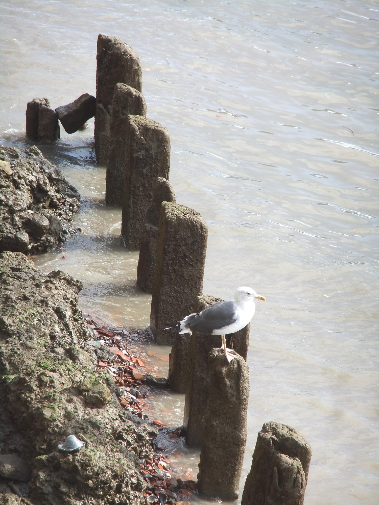 Watching the tide