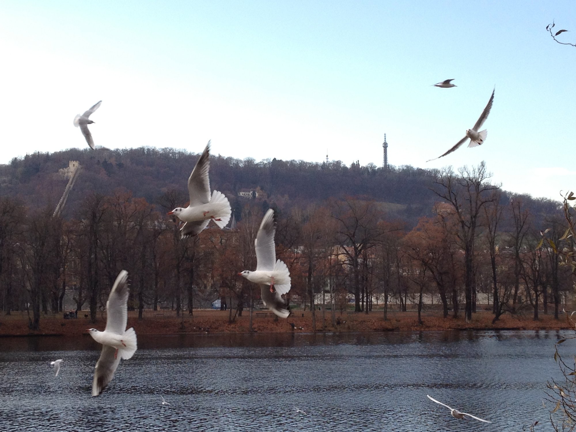Swooping gulls