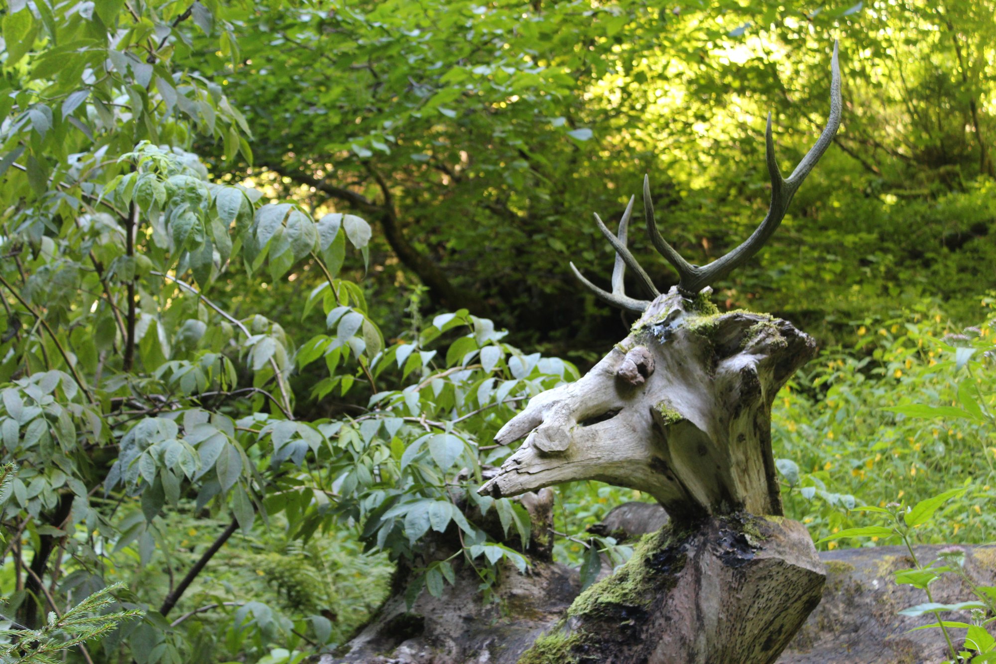 Wooden deer
