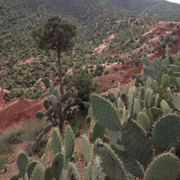 Desert vegetation
