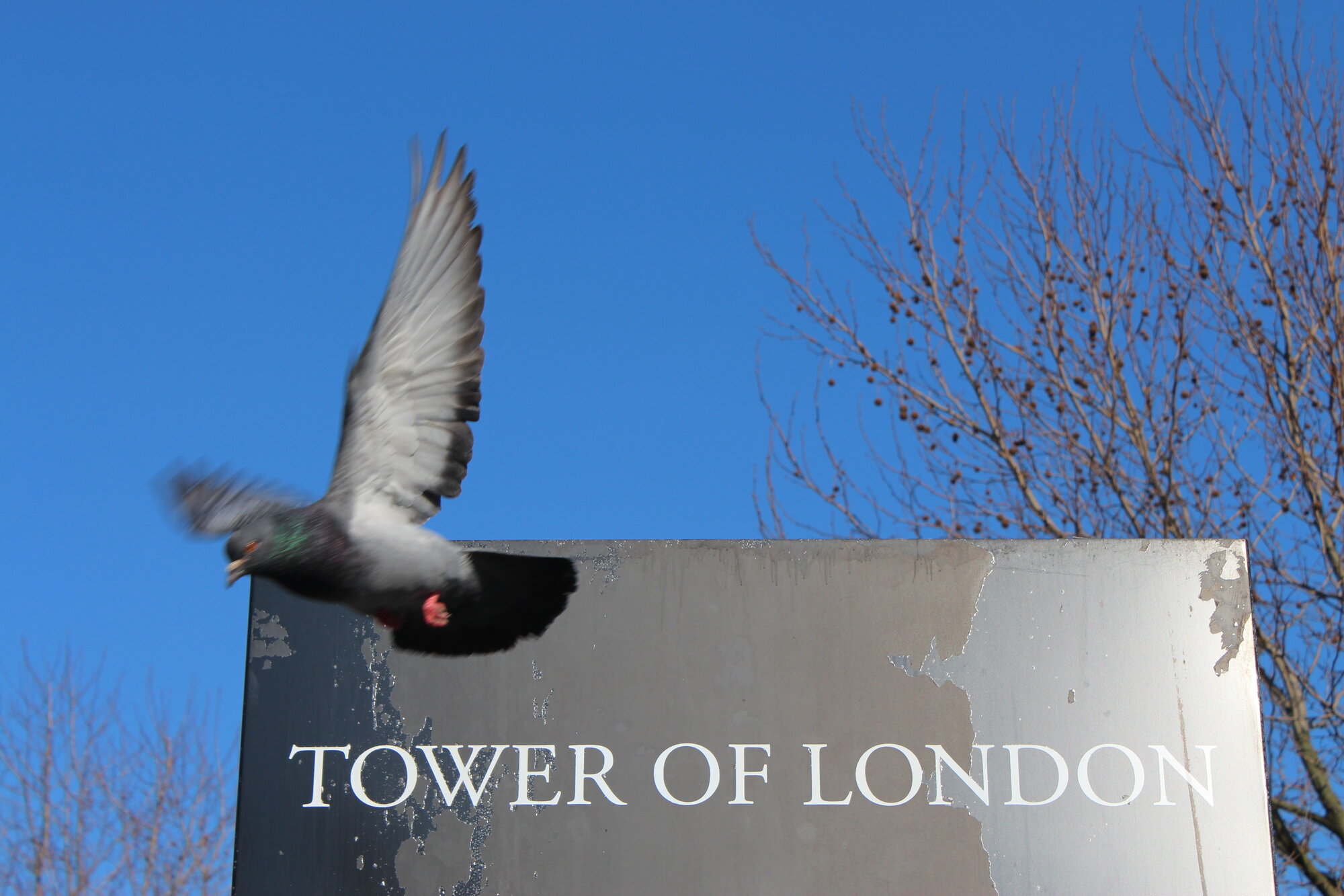 Not a Tower of London Raven