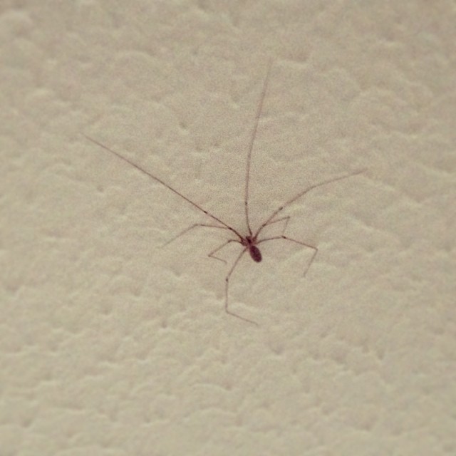 Look at the size of those legs spider