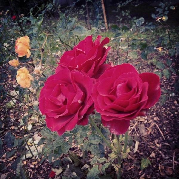 Winter roses