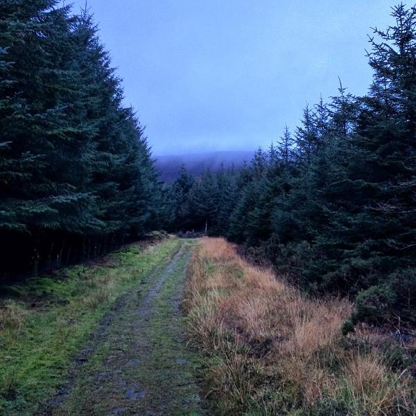 Track in the woods