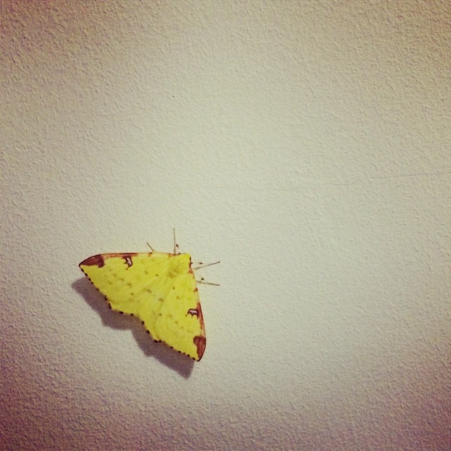 Pikachu moth