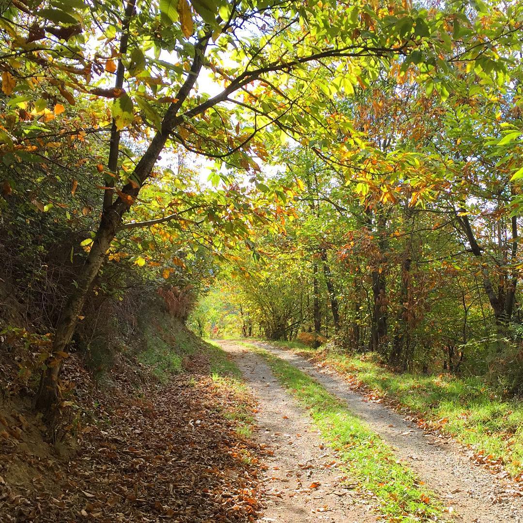 Running in the forest
