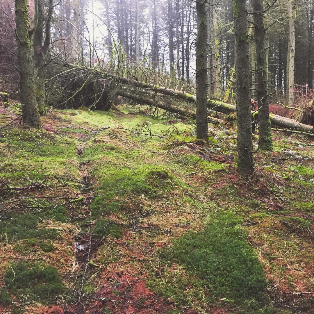 Woodland trail