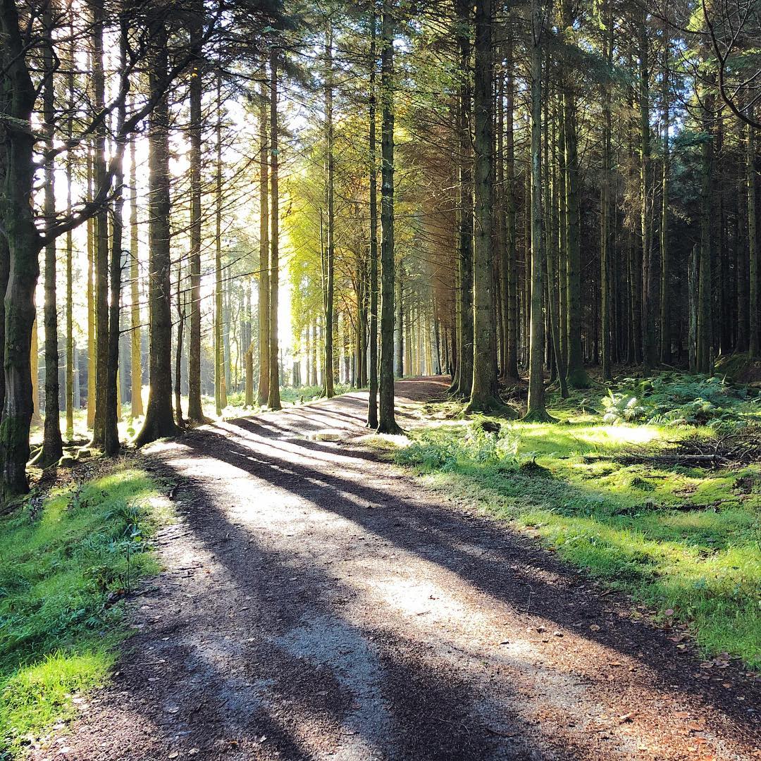 Running through the woods