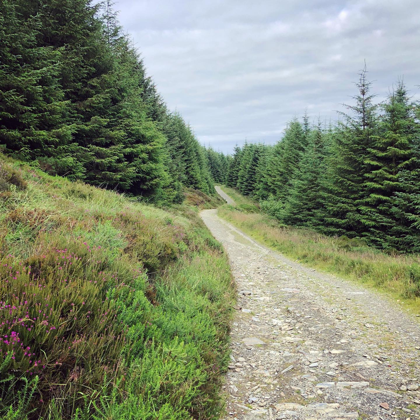 Forest run  IOMStory