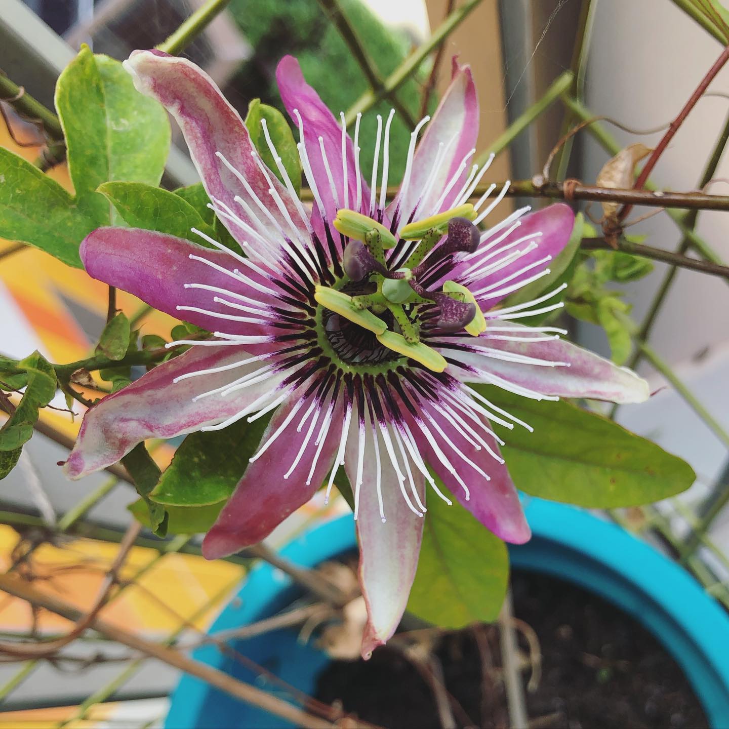 Balcony surprise