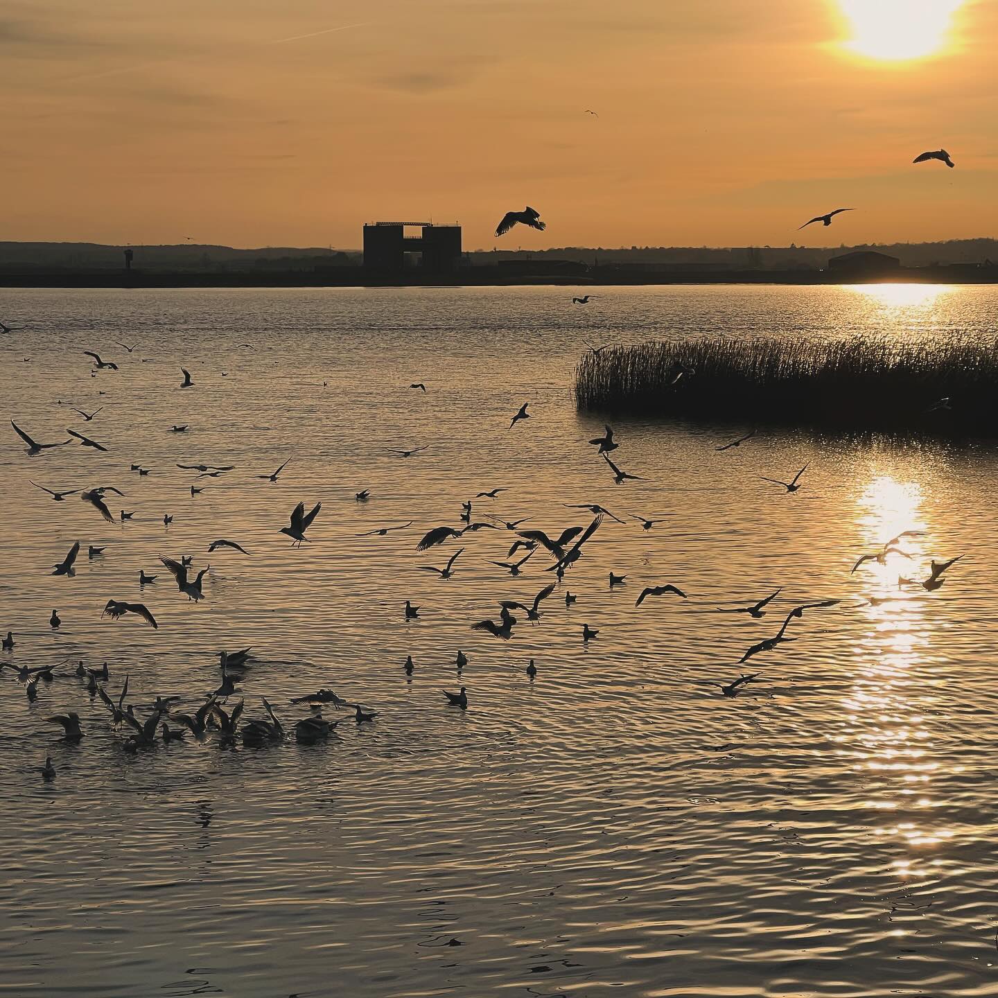Feeding time at Purfleet