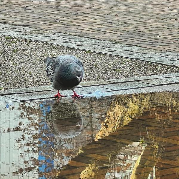 Dreaming Pigeon