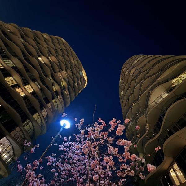 City Blossom