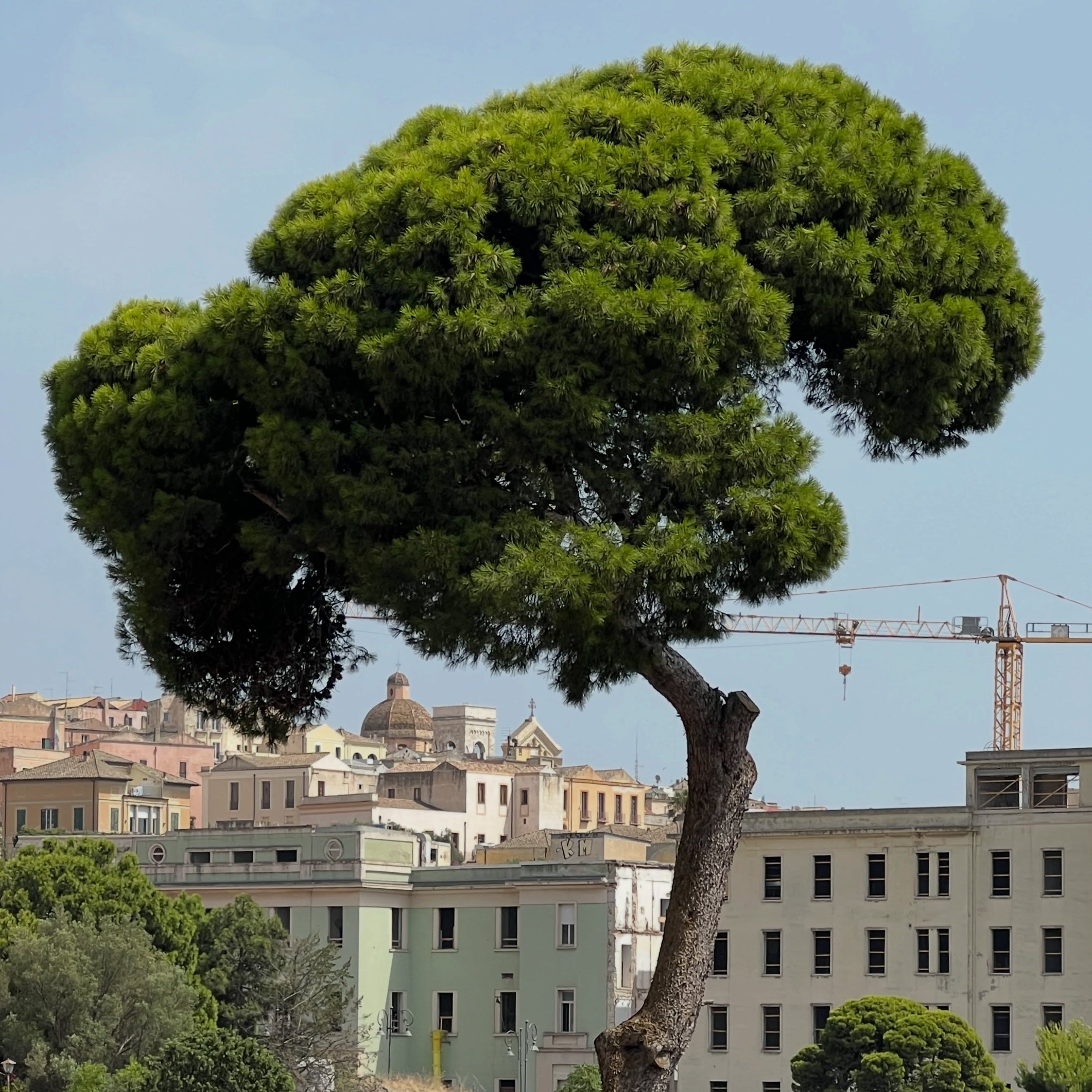 Natural shade in Cagliari
