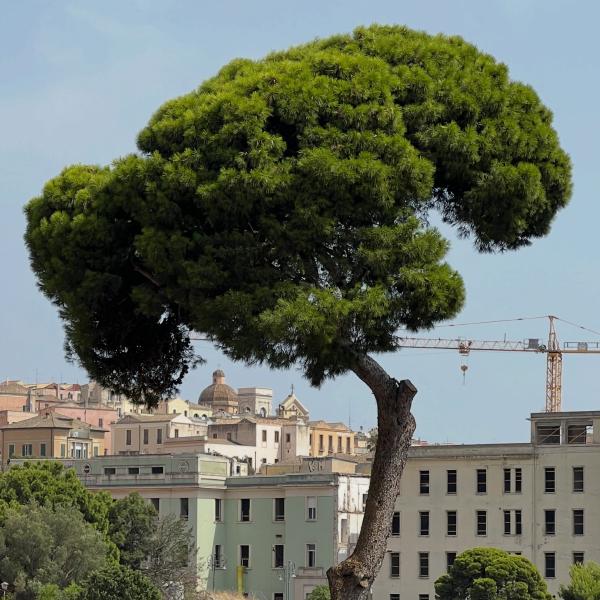 Natural shade in Cagliari