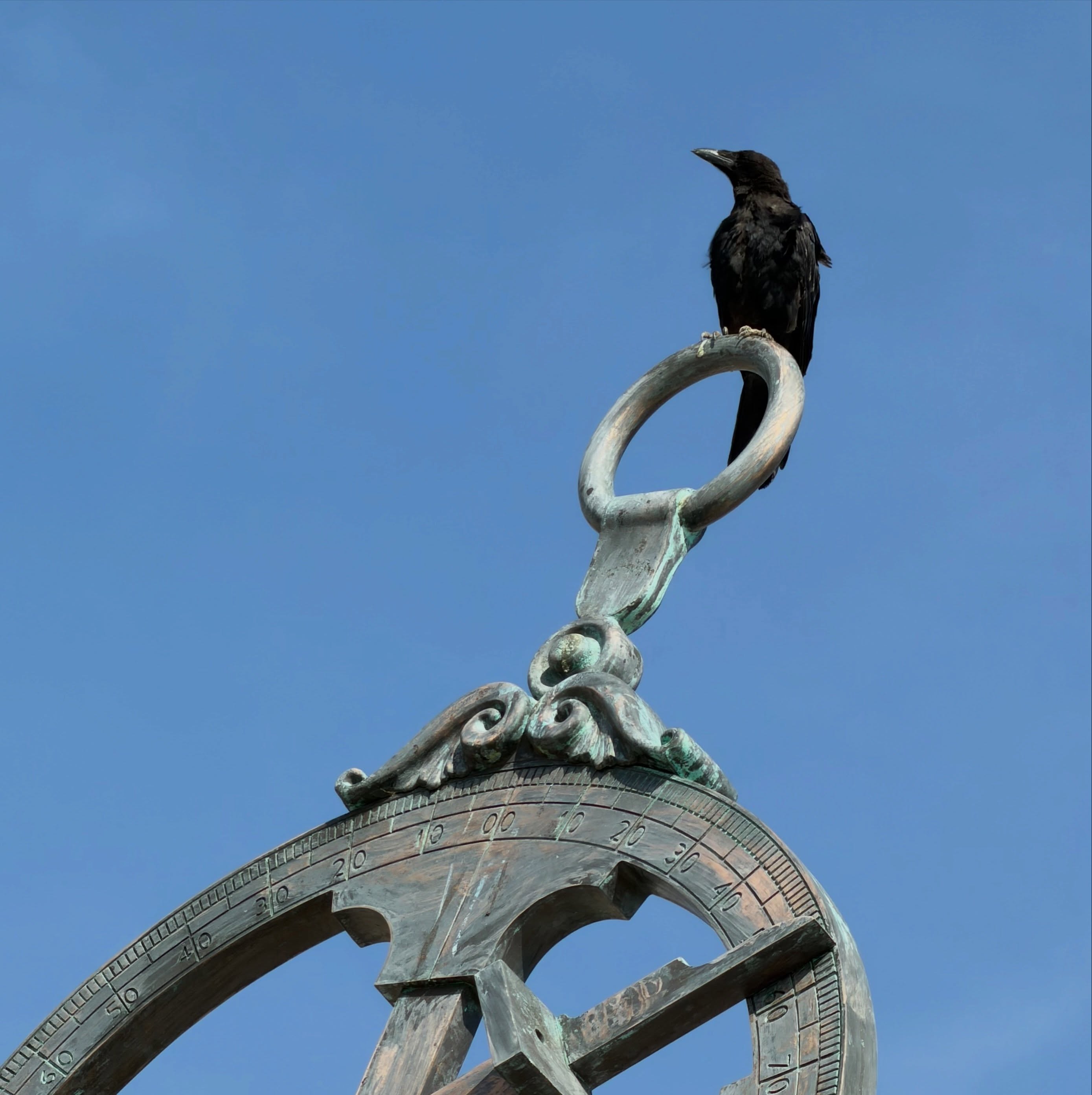 Crow navigator