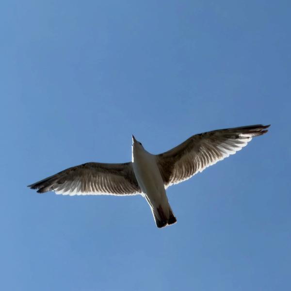 In flight